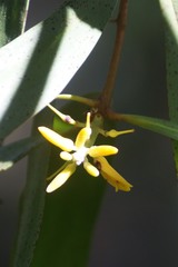 Persoonia levis