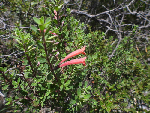 Red Poliomintha (Poliomintha longiflora)