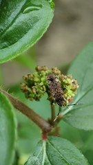 Elasmolomus squalidus