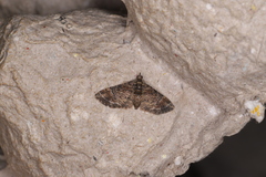 Mnesiloba dentifascia