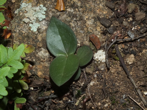 Ceropegia linearis subsp. linearis image