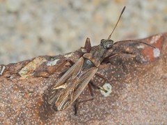 Paromius longulus