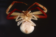 Ebrechtella pseudovatia