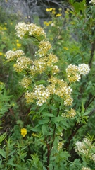 Spiraea alpina