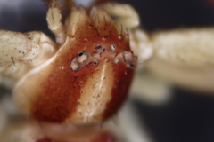 Ebrechtella pseudovatia