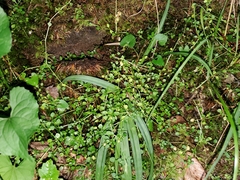 Houstonia serpyllifolia