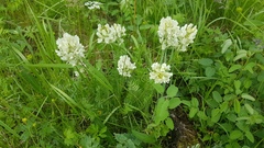 Oxytropis sajanensis