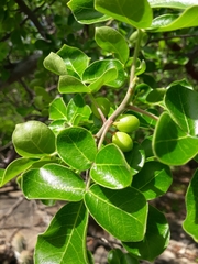 Commiphora leptophloeos