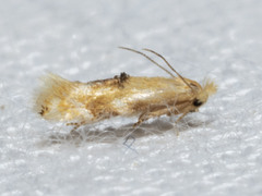 Bucculatrix coronatella
