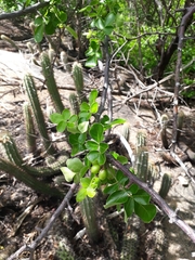 Commiphora leptophloeos