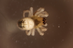 Bijoaraneus mitificus