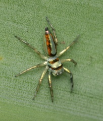Cosmophasis darwini