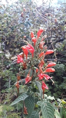 Ruellia asperula