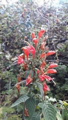 Ruellia asperula