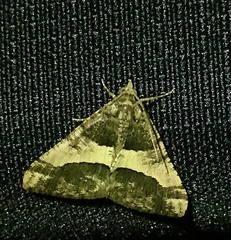 Frederickia hypaethrata