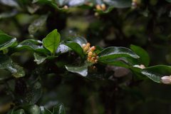 Psychotria parvifolia