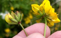 Lotus uliginosus