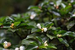 Psychotria parvifolia