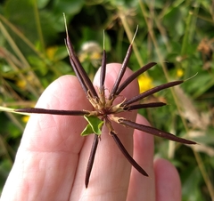 Lotus uliginosus