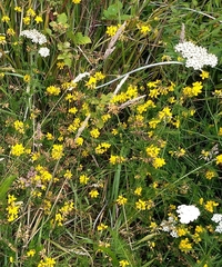 Lotus uliginosus