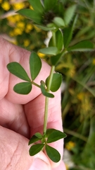 Lotus uliginosus