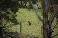 Osphranter robustus robustus