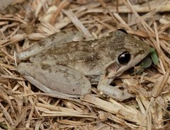 Litoria inermis