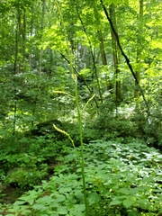Actaea podocarpa