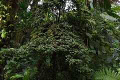 Psychotria parvifolia