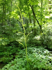 Actaea podocarpa