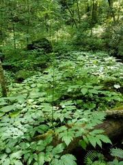 Actaea podocarpa