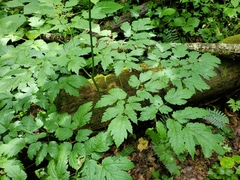 Actaea podocarpa