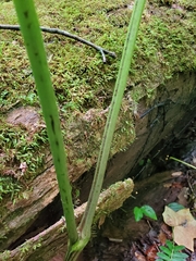 Actaea podocarpa