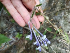 Scutellaria tashiroi