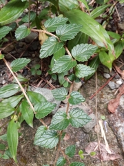 Scutellaria tashiroi