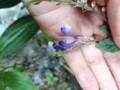 Scutellaria tashiroi