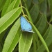 Greenish Pencil-Blue - Photo (c) kerrycoleman, some rights reserved (CC BY-NC), uploaded by kerrycoleman