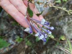 Scutellaria tashiroi