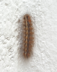 Creatonotos gangis-interrupta agg