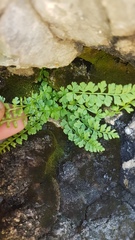 Woodsia pulchella