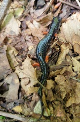 Plethodon shermani