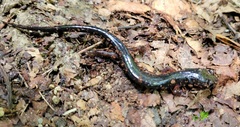 Plethodon shermani