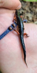 Plethodon shermani