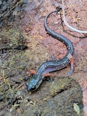 Plethodon shermani