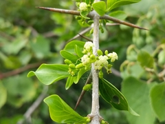 Canthium coromandelicum