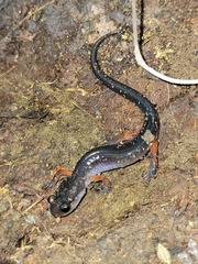 Plethodon shermani