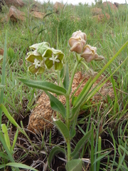 Asclepias cultriformis