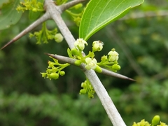 Canthium coromandelicum
