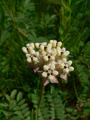Asclepias densiflora