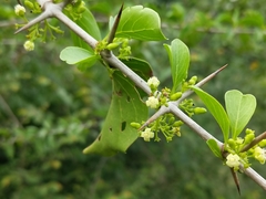 Canthium coromandelicum